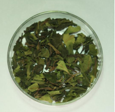 植物类2.png